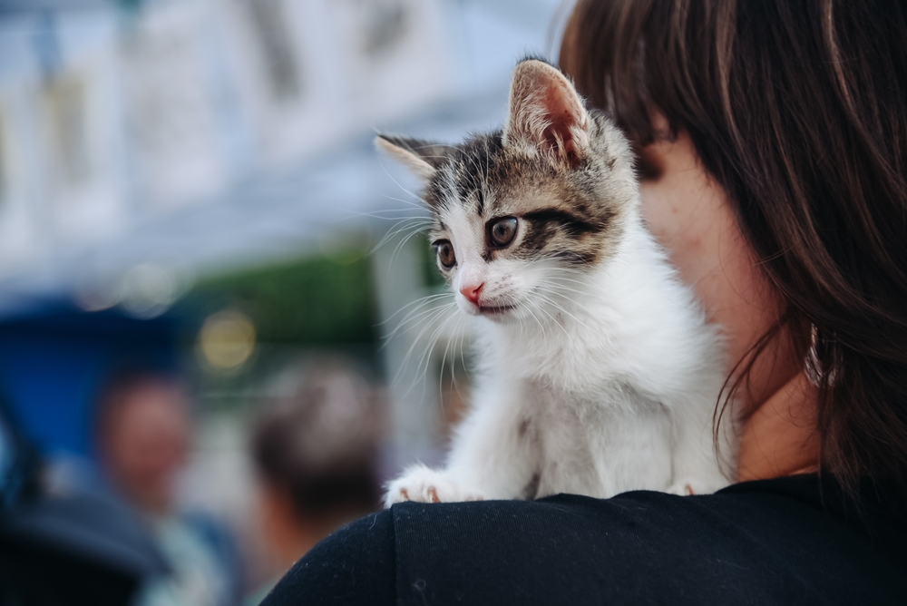 Young kitten being held over a woman’s shoulder during a cat adoption event in the Flowery Branch community