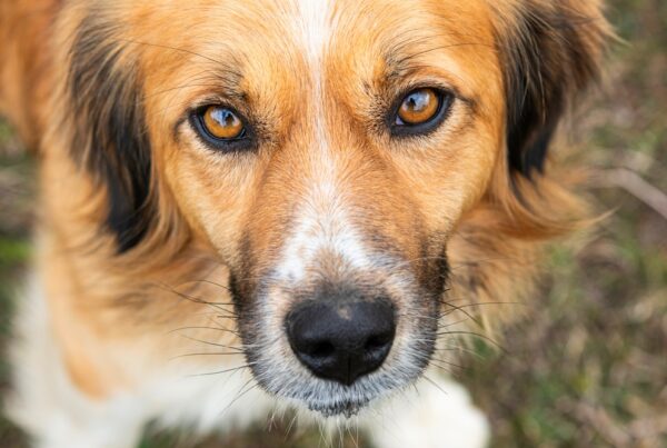 Close-up portrait of a brown and white dog looking at the camera, supporting K9 Veterans Day awareness in the Flowery Branch community
