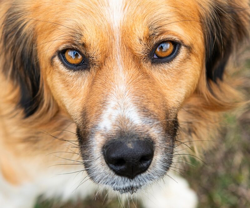 Close-up portrait of a brown and white dog looking at the camera, supporting K9 Veterans Day awareness in the Flowery Branch community